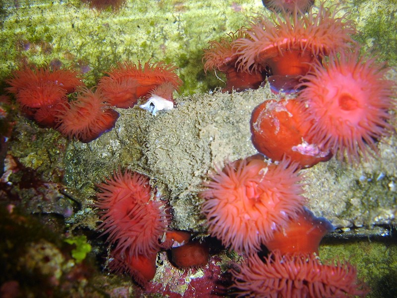 Actinia equina