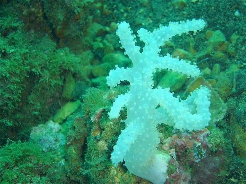 Alcyonium palmatum