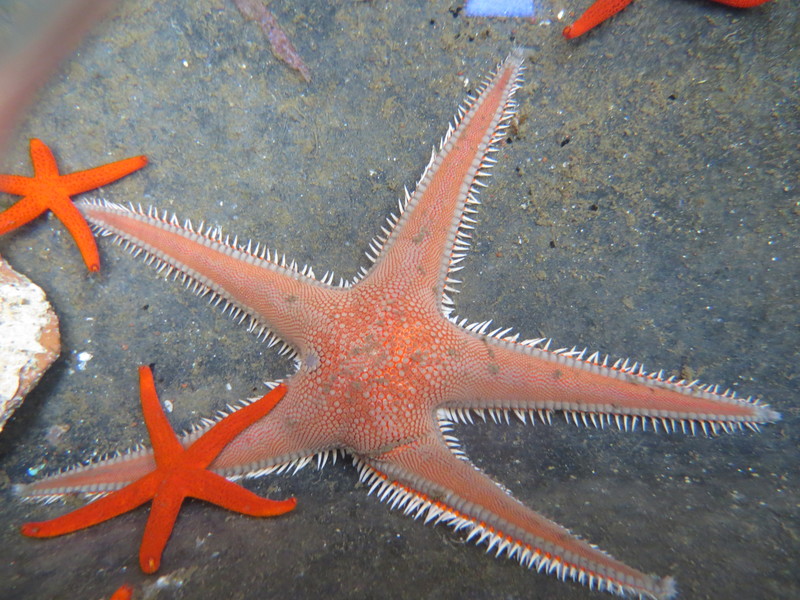 Astropecten aranciacus