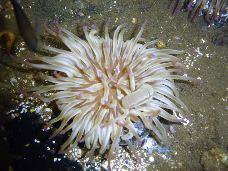 Condylactis aurantiaca