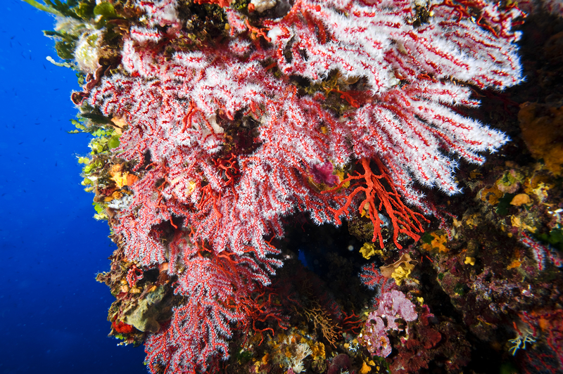 Corallium rubrum