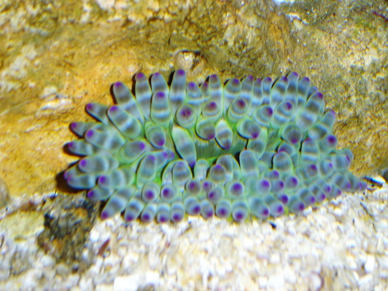 Cribrinopsis crassa