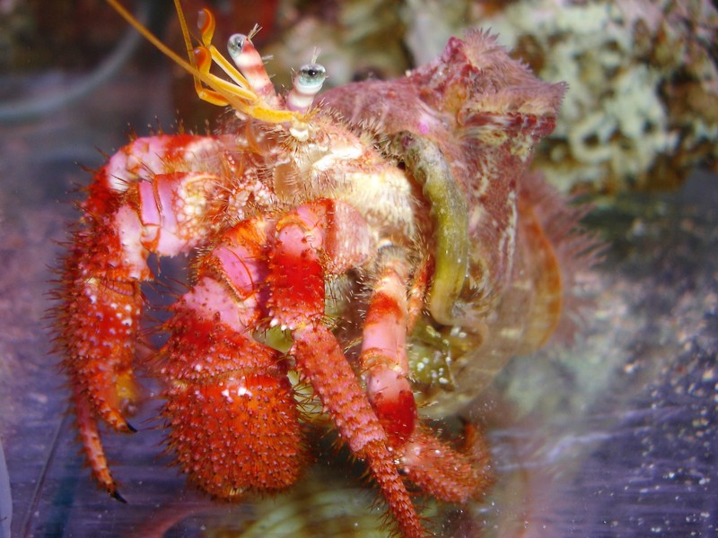 Dardanus Arrosor / Calidus avec Calliactis parasitica