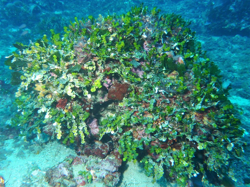 Halimeda tuna sur rôche