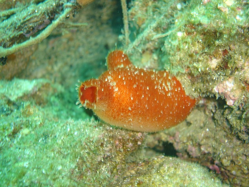 Halocynthia papillosa