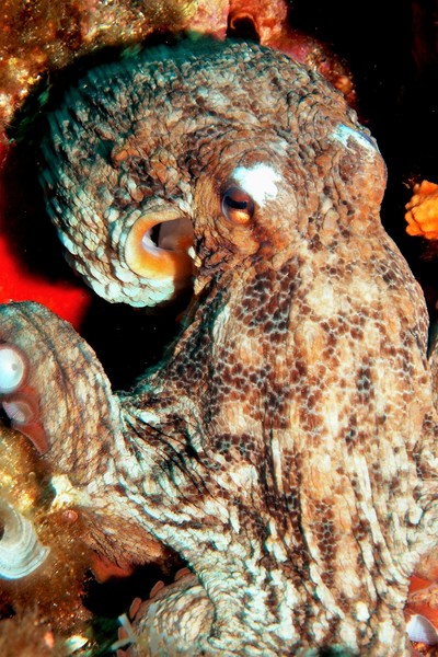 Octopus vulgaris