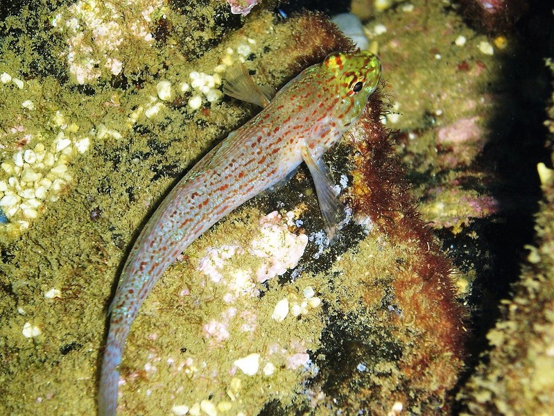 Gobius bucchichii