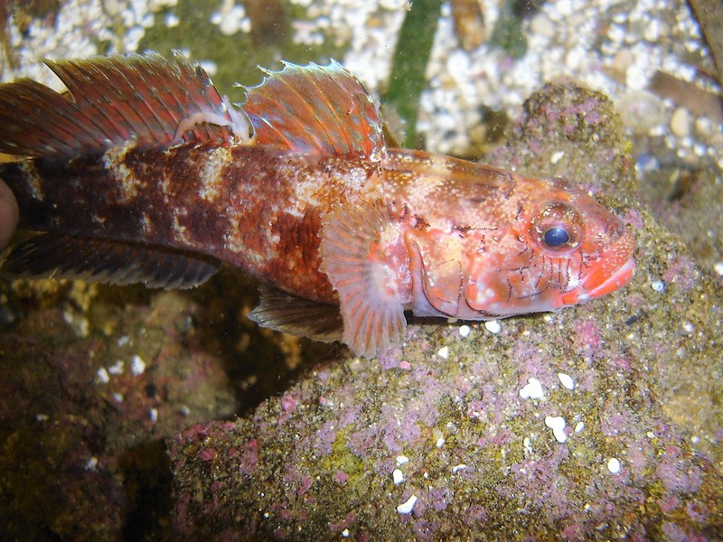 Gobius cruentatus