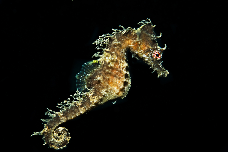 Hippocampus ramulosus 