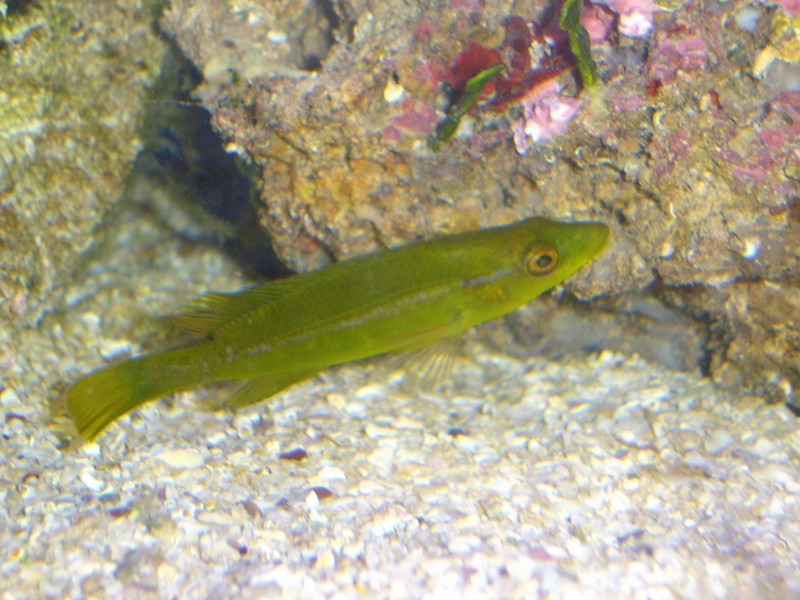 Labrus viridis