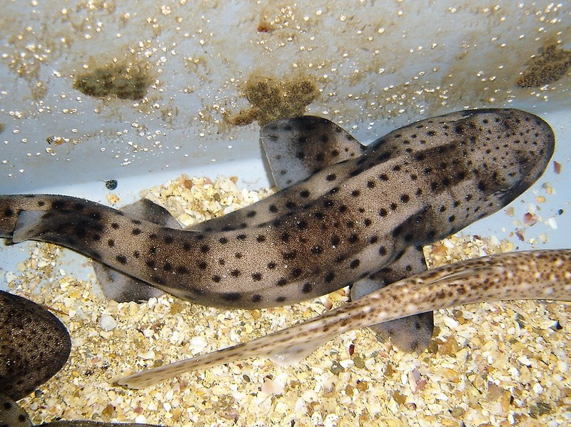 Scyliorhinus stellaris