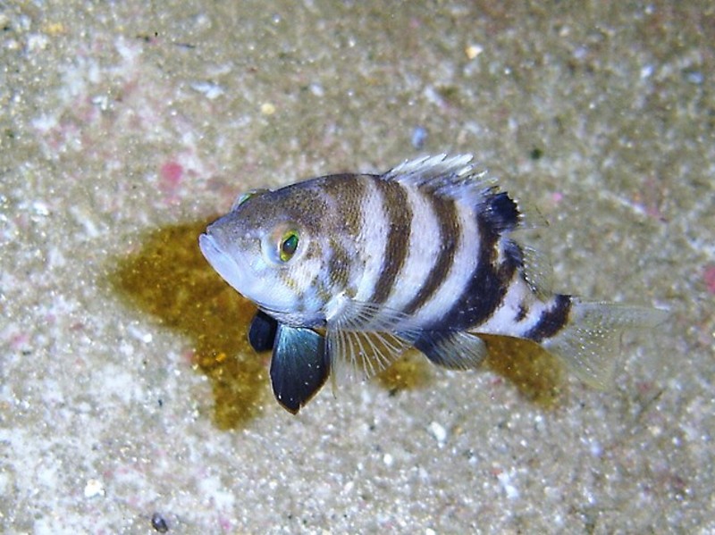 Serranus hepatus