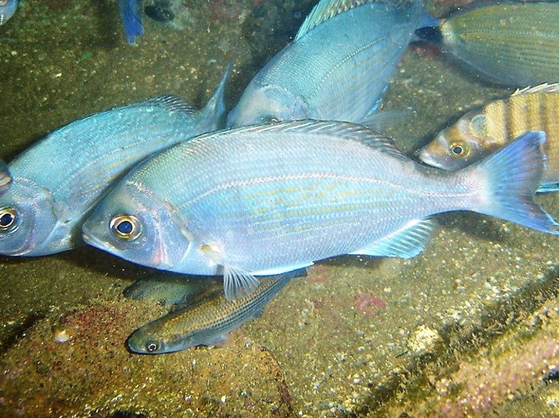 Spondyliosoma cantharus