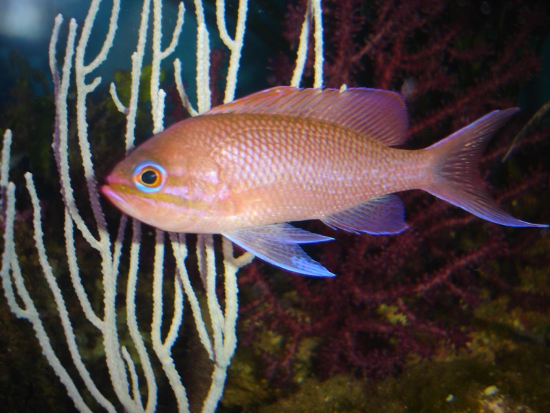 Anthias anthias