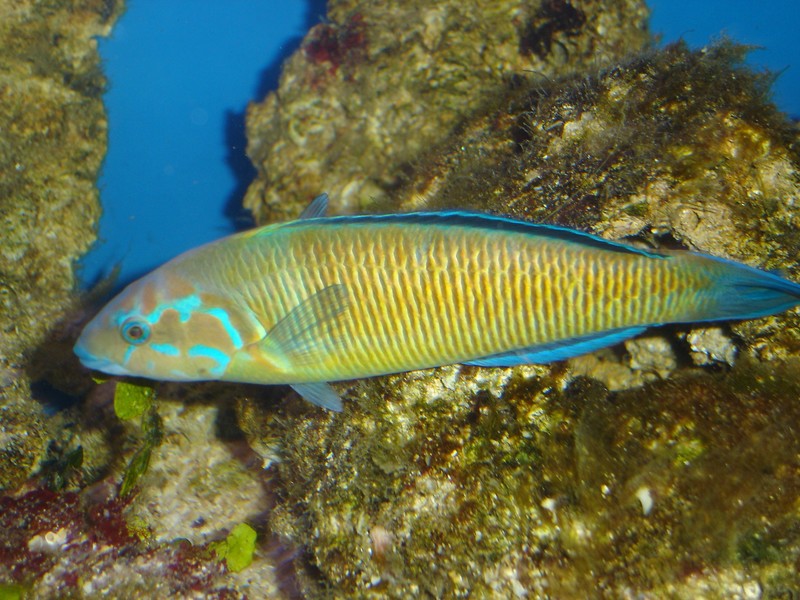 Thalassoma pavo male